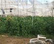 בלי פחד: גידלו חממת סמים ענקית בתוך איזור תעשייה בדרום