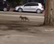 שימו לב! פיתיונות חיסון נגד כלבת יפוזרו בשטחי העיר