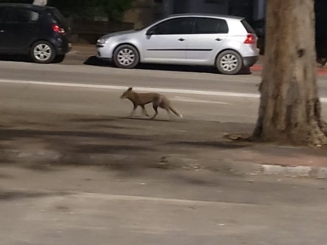 שועל משוטט (אשדוד נט)
