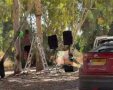 דוברות משטרה 