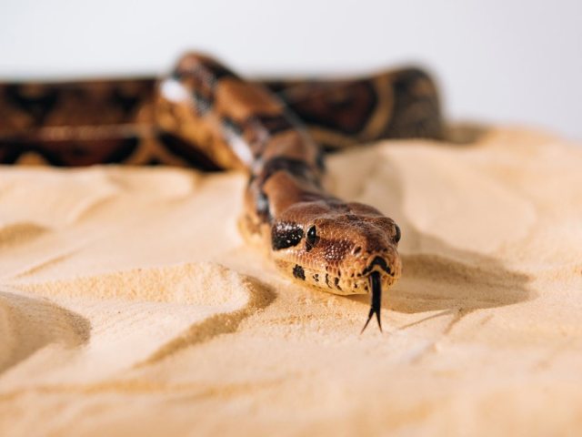 depositphotos  נחש