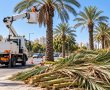 לקראת סוכות: כפות תמרים לסכך יחולקו ללא תשלום ברחבי קריית גת
